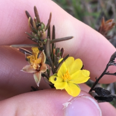 Hibbertia calycina (Lesser Guinea-flower) at Bruce Ridge to Gossan Hill - 25 May 2021 by Ned_Johnston