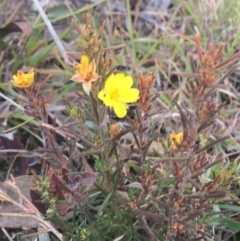 Hibbertia calycina at Aranda, ACT - 25 May 2021