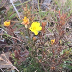 Hibbertia calycina at Aranda, ACT - 25 May 2021