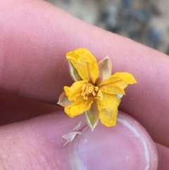 Hibbertia calycina at Aranda, ACT - 25 May 2021