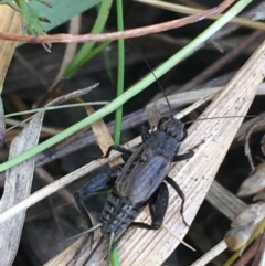 Bobilla sp. (genus) (A Small field cricket) at Bruce, ACT - 25 May 2021 by Ned_Johnston