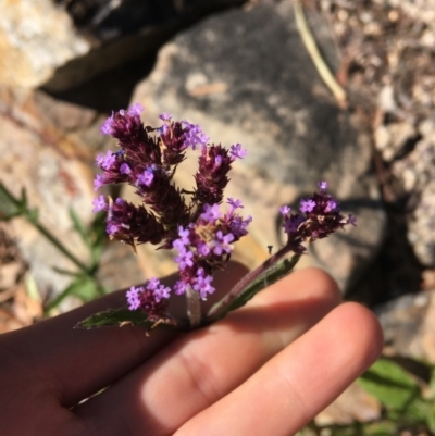 Verbena incompta (Purpletop) at Downer, ACT - 27 May 2021 by NedJohnston