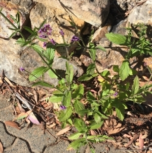 Verbena incompta at Downer, ACT - 27 May 2021 10:55 AM