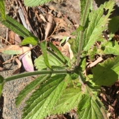 Verbena incompta at Downer, ACT - 27 May 2021 10:55 AM