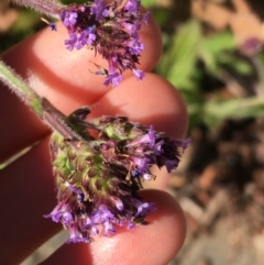 Verbena incompta at Downer, ACT - 27 May 2021