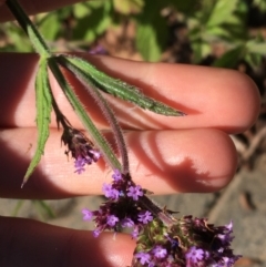 Verbena incompta at Downer, ACT - 27 May 2021 10:55 AM