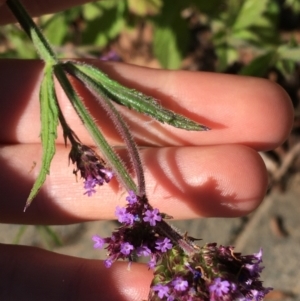 Verbena incompta at Downer, ACT - 27 May 2021