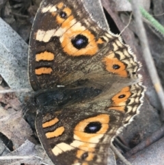 Junonia villida (Meadow Argus) at Mulloon, NSW - 23 May 2021 by NedJohnston