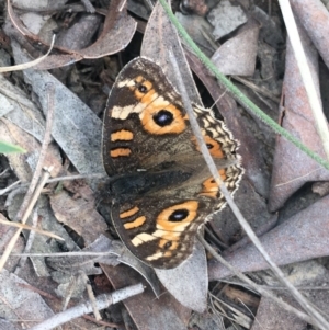 Junonia villida at Mulloon, NSW - 23 May 2021 01:13 PM