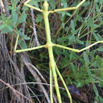 Phasmida sp. (order) (Unidentified stick insect) at Mulloon, NSW - 23 May 2021 by Ned_Johnston