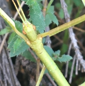 Phasmatodea (order) at Mulloon, NSW - 23 May 2021