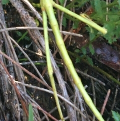 Phasmatodea (order) at Mulloon, NSW - 23 May 2021