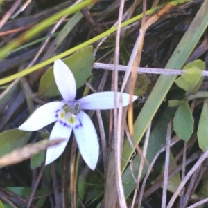 Isotoma fluviatilis subsp. australis at Mulloon, NSW - 23 May 2021 11:16 AM