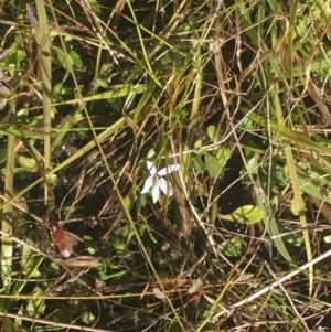 Isotoma fluviatilis subsp. australis at Mulloon, NSW - 23 May 2021