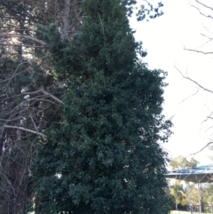 Hedera helix (Ivy) at Griffith, ACT - 27 May 2021 by Ned_Johnston