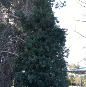 Hedera sp. (helix or hibernica) at Griffith, ACT - 27 May 2021