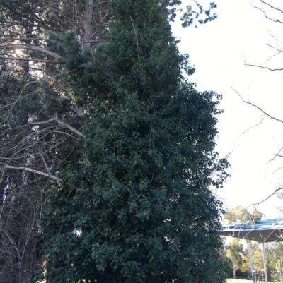 Hedera helix (Ivy) at Griffith, ACT - 27 May 2021 by Ned_Johnston