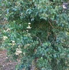 Hedera sp. (helix or hibernica) at Griffith, ACT - 27 May 2021