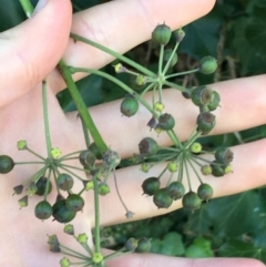 Hedera sp. (helix or hibernica) at Griffith, ACT - 27 May 2021 11:20 AM