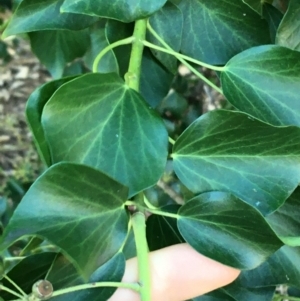 Hedera sp. (helix or hibernica) at Griffith, ACT - 27 May 2021 11:20 AM