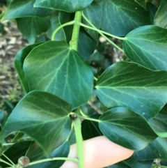 Hedera helix at Griffith, ACT - 27 May 2021