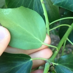 Hedera sp. (helix or hibernica) at Griffith, ACT - 27 May 2021 11:20 AM