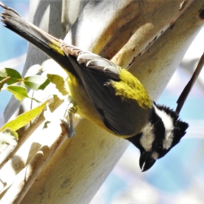 Falcunculus frontatus (Eastern Shrike-tit) at Tidbinbilla Nature Reserve - 30 May 2021 by JohnBundock