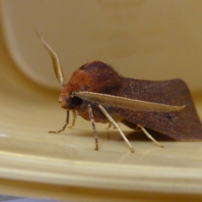 Fisera undescribed species nr belidearia at Yass River, NSW - 29 May 2021 by SenexRugosus