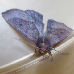 Fisera belidearia (Two-toned Crest-moth) at Yass River, NSW - 29 May 2021 by SenexRugosus