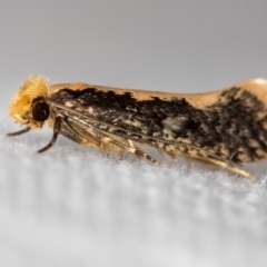 Monopis crocicapitella (Bird Nest Moth) at Melba, ACT - 14 Nov 2020 by Bron