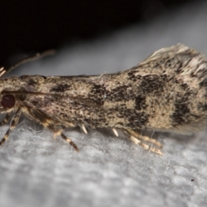 Barea (genus) at Melba, ACT - 14 Nov 2020 09:59 PM