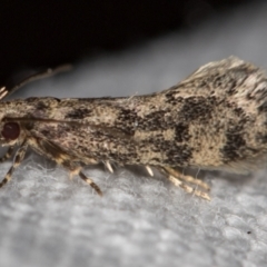 Barea (genus) (A concealer moth) at Melba, ACT - 14 Nov 2020 by Bron
