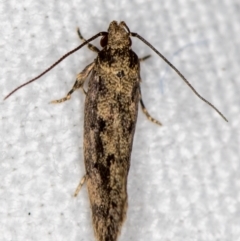 Barea (genus) at Melba, ACT - 14 Nov 2020