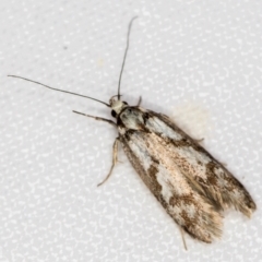 Oxythecta hieroglyphica (A scat moth) at Melba, ACT - 14 Nov 2020 by Bron