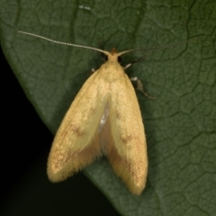 Aeolothapsa malacella (A Concealer moth) at Melba, ACT - 13 Nov 2020 by Bron