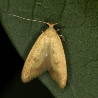 Aeolothapsa malacella (A Concealer moth) at Melba, ACT - 13 Nov 2020 by Bron
