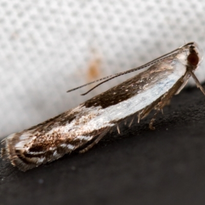 Ardozyga hemichlaena (A Gelechioid moth) at Melba, ACT - 10 Nov 2020 by Bron