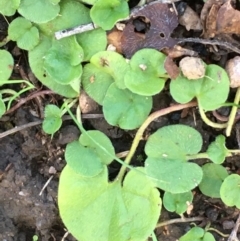 Dichondra repens (Kidney Weed) at Tennent, ACT - 29 May 2021 by JaneR