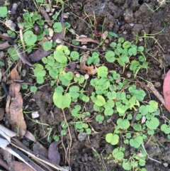 Dichondra repens at Tennent, ACT - 30 May 2021