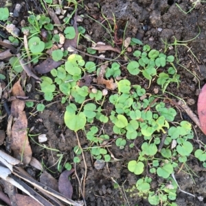 Dichondra repens at Tennent, ACT - 30 May 2021 09:14 AM