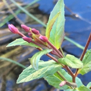 Epilobium sp. at Tennent, ACT - 30 May 2021