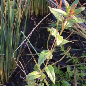 Epilobium sp. at Tennent, ACT - 30 May 2021