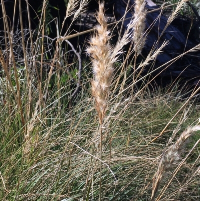Rytidosperma (genus) (Wallaby Grass) at Tennent, ACT - 30 May 2021 by JaneR