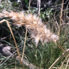 Rytidosperma sp. at Tennent, ACT - 30 May 2021