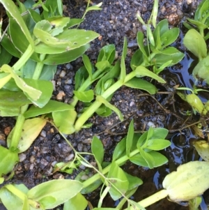 Gratiola peruviana at Tennent, ACT - 30 May 2021