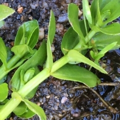 Gratiola peruviana at Tennent, ACT - 30 May 2021