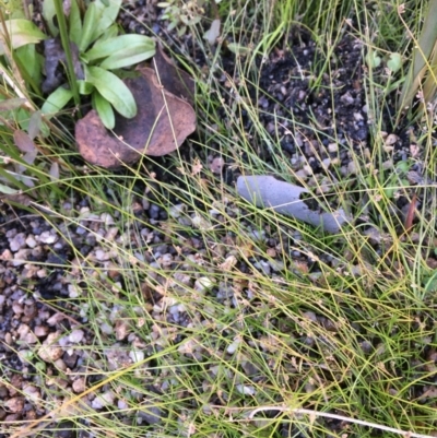 Isolepis sp. (Club-rush) at Tennent, ACT - 30 May 2021 by JaneR