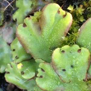 Marchantia sp. (genus) at Tennent, ACT - 30 May 2021