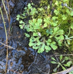 Marchantia sp. (genus) at Tennent, ACT - 30 May 2021