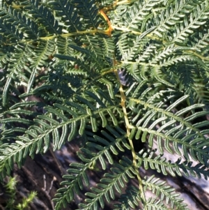 Pteridium esculentum at Tennent, ACT - 30 May 2021 12:32 PM